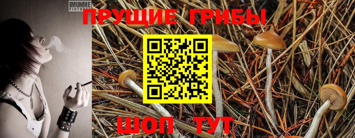 Псилоцибиновые грибы мицелий  Вход с VPN  Тихорецк 